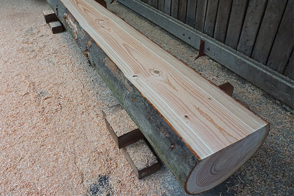 Douglas Fir Wood Sawn Section