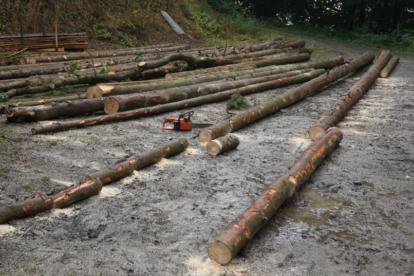 Edistone :: Harvesting Norway Spruce