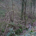 Felling conifer trees close to a stream